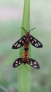 Amata huebneri, theÃÂ wasp moth, is aÃÂ mothÃÂ in the genusÃÂ AmataÃÂ of the familyÃÂ ErebidaeÃÂ 